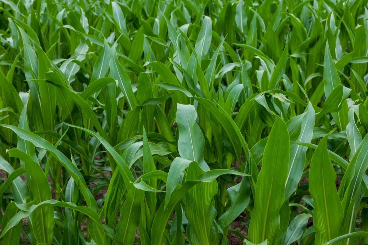 Reference image of crops and approach routes