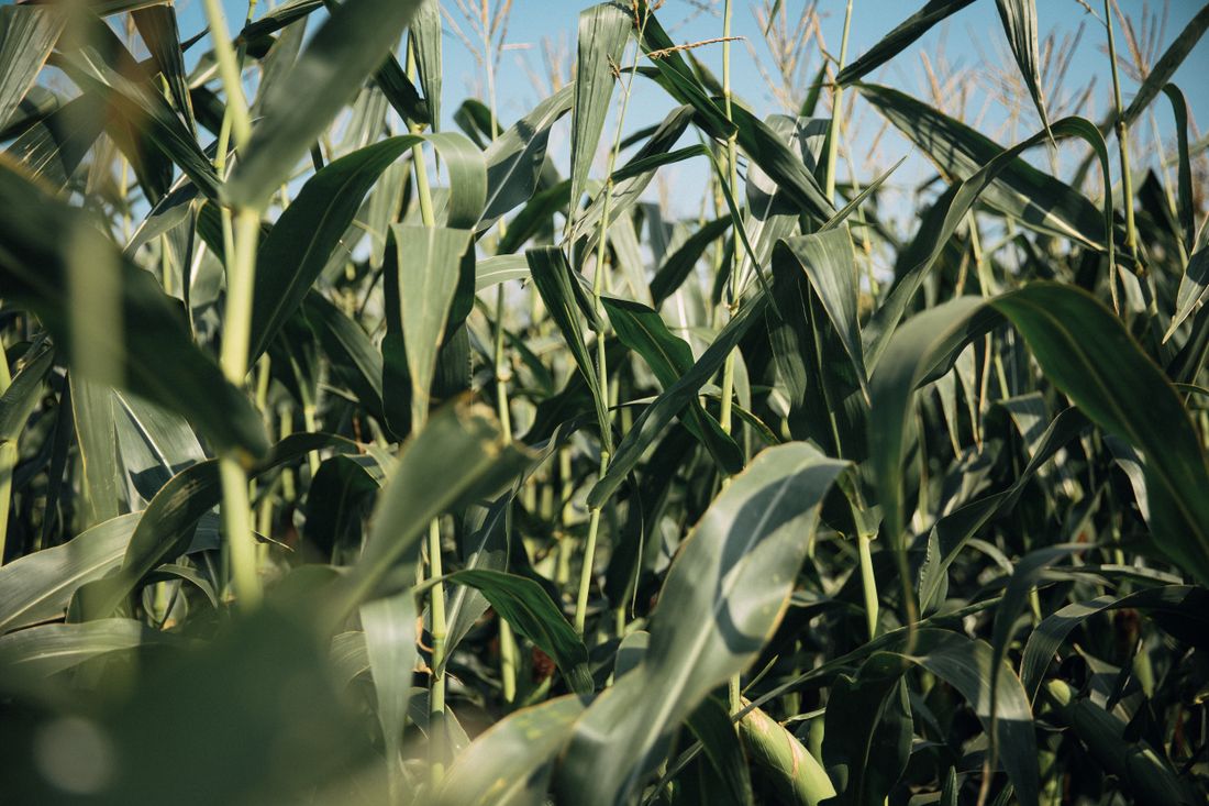 Agricultural growing environment reference photo