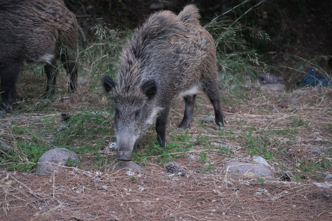 Reference photograph of a wild boar at a woodland edge